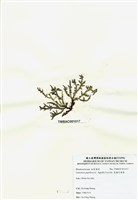 藏品(乳頭軟骨凹頂藻)的圖片